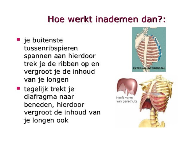 Anatomie Ademhaling