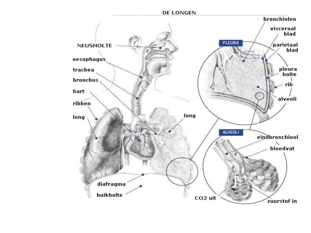 Anatomie Ademhaling