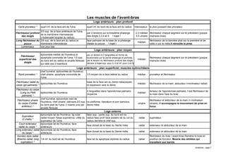 Muscle Gd Rond Anatomie Bilan Des Muscles | PDF