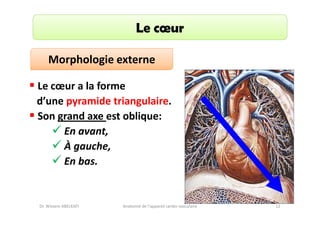Le cœur
Morphologie externe
Le cœur a la forme
d’une pyramide triangulaire.
Son grand axe est oblique:
En avant,
À gauche,
En bas.

Dr. Wissem ABELKAFI

Anatomie de l'appareil cardio-vasculaire

12

 