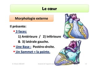 Le cœur
Morphologie externe
Il présente:
3 faces:
1) Antérieure / 2) Inférieure
& 3) latérale gauche.
Une Base : Postéro-droite.
Un Sommet = la pointe.

Dr. Wissem ABELKAFI

Anatomie de l'appareil cardio-vasculaire

13

 