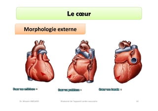 Le cœur
Morphologie externe

Dr. Wissem ABELKAFI

Anatomie de l'appareil cardio-vasculaire

14

 