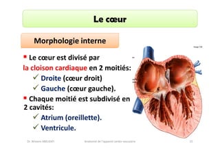 Le cœur
Morphologie interne
Le cœur est divisé par
la cloison cardiaque en 2 moitiés:
Droite (cœur droit)
Gauche (cœur gauche).
Chaque moitié est subdivisé en
2 cavités:
Atrium (oreillette).
Ventricule.
Dr. Wissem ABELKAFI

Anatomie de l'appareil cardio-vasculaire

15

 