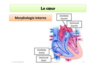 Le cœur
Morphologie interne

Oreillette
Gauche
Ventricule
Gauche

Oreillette
Droite

Dr. Wissem ABELKAFI

Ventricule
Droit

Anatomie de l'appareil cardio-vasculaire

16

 