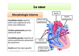 Le cœur
Morphologie interne
Veine cave
supérieure

L’oreillette droite reçoit la
veine cave supérieure et la
veine cave inférieure

Aorte
Artère
pulmonaire

L’artère pulmonaire part du
ventricule droit
L’oreillette gauche reçoit les 4
veines pulmonaires provenant
des poumons

Veines
pulmonaires

L’aorte part du cœur gauche
Dr. Wissem ABELKAFI

Veine cave
inférieure
Anatomie de l'appareil cardio-vasculaire

17

 