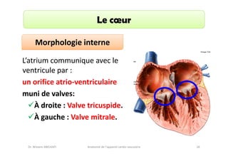 Le cœur
Morphologie interne
L’atrium communique avec le
ventricule par :
un orifice atrio-ventriculaire
muni de valves:
À droite : Valve tricuspide.
À gauche : Valve mitrale.

Dr. Wissem ABELKAFI

Anatomie de l'appareil cardio-vasculaire

18

 