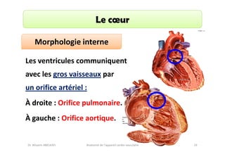 Le cœur
Morphologie interne
Les ventricules communiquent
avec les gros vaisseaux par
un orifice artériel :
À droite : Orifice pulmonaire.
À gauche : Orifice aortique.

Dr. Wissem ABELKAFI

Anatomie de l'appareil cardio-vasculaire

19

 