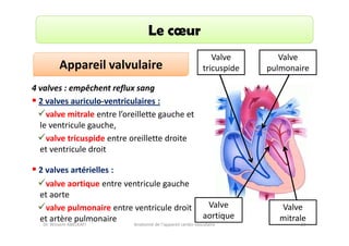 Le cœur
Appareil valvulaire

Valve
tricuspide

Valve
pulmonaire

4 valves : empêchent reflux sang
2 valves auriculo-ventriculaires :
valve mitrale entre l’oreillette gauche et
le ventricule gauche,
valve tricuspide entre oreillette droite
et ventricule droit
2 valves artérielles :
valve aortique entre ventricule gauche
et aorte
valve pulmonaire entre ventricule droit
et artère pulmonaire
Dr. Wissem ABELKAFI

Valve
aortique

Anatomie de l'appareil cardio-vasculaire

Valve
mitrale
20

 