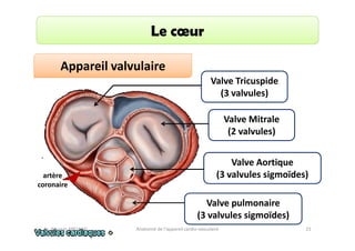 Le cœur
Appareil valvulaire
Valve Tricuspide
(3 valvules)
Valve Mitrale
(2 valvules)

artère
coronaire

Valve Aortique
(3 valvules sigmoïdes)
Valve pulmonaire
(3 valvules sigmoïdes)

Dr. Wissem ABELKAFI

Anatomie de l'appareil cardio-vasculaire

21

 