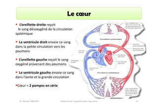 Le cœur
L’oreillette droite reçoit
le sang désoxygéné de la circulation
systémique
Le ventricule droit envoie ce sang
dans la petite circulation vers les
poumons
L’oreillette gauche reçoit le sang
oxygéné provenant des poumons.
Le ventricule gauche envoie ce sang
dans l’aorte et la grande circulation
Cœur = 2 pompes en série

Dr. Wissem ABELKAFI

Anatomie de l'appareil cardio-vasculaire

23

 