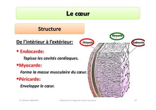 Le cœur
Structure
De l’intérieur à l’extérieur:
Endocarde:
Tapisse les cavités cardiaques.

Myocarde:
Forme la masse musculaire du cœur.

Péricarde:
Enveloppe le cœur.

Dr. Wissem ABELKAFI

Anatomie de l'appareil cardio-vasculaire

24

 
