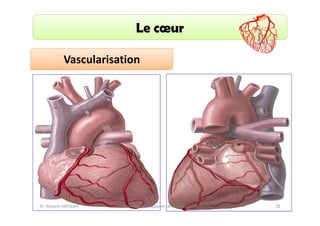 Le cœur
Vascularisation

Dr. Wissem ABELKAFI

Anatomie de l'appareil cardio-vasculaire

26

 