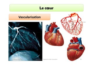 Le cœur
Vascularisation

Dr. Wissem ABELKAFI

Anatomie de l'appareil cardio-vasculaire

28

 