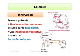 Le cœur
Innervation
Le cœur présente :
Une innervation autonome
assurée par le tissu nodal.
Une innervation végétative
assurée par
les nerfs cardiaques.

Dr. Wissem ABELKAFI

Anatomie de l'appareil cardio-vasculaire

29

 