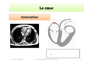Le cœur
Innervation

Dr. Wissem ABELKAFI

Anatomie de l'appareil cardio-vasculaire

30

 