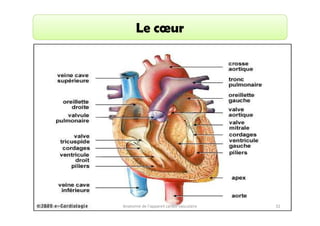 Le cœur

Dr. Wissem ABELKAFI

Anatomie de l'appareil cardio-vasculaire

32

 