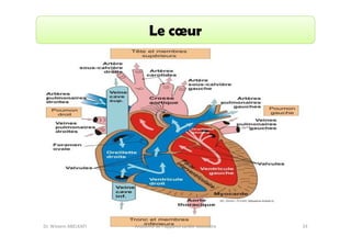 Le cœur

Dr. Wissem ABELKAFI

Anatomie de l'appareil cardio-vasculaire

33

 