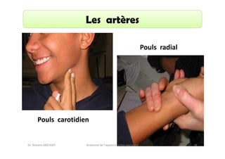 Les artères
Pouls radial

Pouls carotidien

Dr. Wissem ABELKAFI

Anatomie de l'appareil cardio-vasculaire

38

 