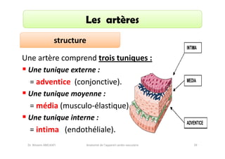 Les artères
structure
Une artère comprend trois tuniques :
Une tunique externe :

= adventice (conjonctive).
Une tunique moyenne :

= média (musculo-élastique).
Une tunique interne :

= intima (endothéliale).
Dr. Wissem ABELKAFI

Anatomie de l'appareil cardio-vasculaire

39

 