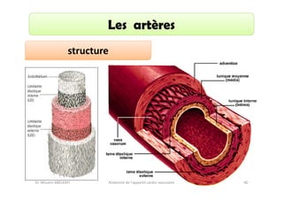 Les artères
structure

Dr. Wissem ABELKAFI

Anatomie de l'appareil cardio-vasculaire

40

 