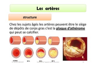 Les artères
structure
Chez les sujets âgés les artères peuvent être le siège
de dépôts de corps gras c’est la plaque d’athérome
qui peut se calcifier.

Dr. Wissem ABELKAFI

Anatomie de l'appareil cardio-vasculaire

41

 