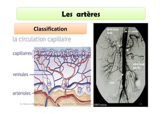 Les artères
Classification

Dr. Wissem ABELKAFI

Anatomie de l'appareil cardio-vasculaire

43

 