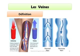 Les Veines
Définition

Dr. Wissem ABELKAFI

Anatomie de l'appareil cardio-vasculaire

46

 
