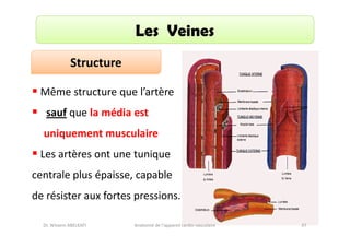 Les Veines
Structure
Même structure que l’artère
sauf que la média est
uniquement musculaire
Les artères ont une tunique
centrale plus épaisse, capable
de résister aux fortes pressions.
Dr. Wissem ABELKAFI

Anatomie de l'appareil cardio-vasculaire

47

 