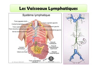 Les Vaisseaux Lymphatiques

Dr. Wissem ABELKAFI

Anatomie de l'appareil cardio-vasculaire

53

 