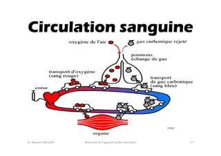 Circulation sanguine

Dr. Wissem ABELKAFI

Anatomie de l'appareil cardio-vasculaire

57

 