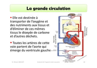 La grande circulation
Elle est destinée à
transporter de l’oxygène et
des nutriments aux tissus et
d’éliminer de ces mêmes
tissus le dioxyde de carbone
et d’autres déchets.
Toutes les artères de cette
voie partent de l’aorte qui
émerge du ventricule gauche.

Dr. Wissem ABELKAFI

Anatomie de l'appareil cardio-vasculaire

60

 