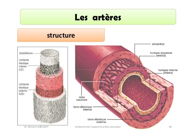 Cellules Rameuses Anatomie cardio-circulatoire