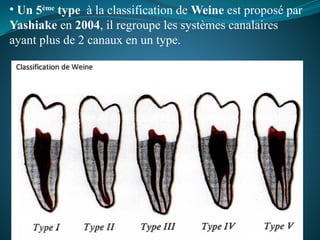 Weine Classification Anatomie descriptive-endodentique 2eme .pptx