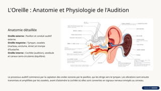 Anatomie et Physiologie Complètes de l'ORL : Nez, Oreille, Gorge | PPTX