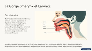 anatomie-et-physiologie-compl-tes-de-l-orl-nez-oreille-gorge-pptx