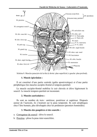 Faculté de Médecine de Sousse - Laboratoire d’Anatomie.
Haut

Faisceau occip.front.
Droite

M. épicrânien
Faisceau temp. pariétal

M. procérus

M. corrugateur sourcil
M. auriculaire sup.
M. élév. naso-lab.
M. élév. lèvre sup.
M. petit zyg.

M. orbic. œil :
 Partie palp.
 Partie orb.
M. nasal :
 Fx. transverse
 Fx. alaire
M. élév. angle bouche

M. grand zyg.
M. abais. sept. nasal
M. risorius

M. abais. angle bouche

M. buccinateur
M. orbic. bouche
M. mentonnier

M. abais. lèvre inf.
Platysma

Schéma 8. Muscles peauciers de la tête (à droite: plan superficiel, à gauche: plan profond).

1. Muscle épicrânien :
Il est constitué d’une partie centrale (galéa aponévrotique) et d’une partie
périphérique (les muscles occipito-frontal et temporo-pariétal)
Le muscle occipito-frontal mobilise le cuir chevelu et élève légèrement le
sourcil. Le muscle temporo-pariétal est inconstant.
2. Muscles auriculaires :
Ils sont au nombre de trois : antérieur, postérieur et supérieur. Disposés
autour de l’auricule, ils s’insèrent sur la peau temporale. Ils sont atrophiques
chez l’être humain, plus développés chez les prédateurs (premiers hominidés).
3. Muscles des paupières et des sourcils :
a. Corrugateur du sourcil : élève le sourcil.
b. Procérus : plisse la peau inter-sourcilière.

Anatomie Tête et Cou

10

 