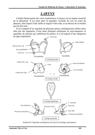 Faculté de Médecine de Sousse - Laboratoire d’Anatomie.

LARYNX
Conduit faisant partie des voies respiratoires, le larynx est un organe essentiel
de la phonation. Il est situé dans la gouttière viscérale du cou en avant du
pharynx, dans lequel il fait saillie et auquel il fait suite, et au-dessus de la trachée
qui lui fait suite.
Il est composé d’un squelette de plusieurs pièces cartilagineuses reliées entre
elles par des ligaments, d’une lame élastique renforçant en sous-muqueux ce
squelette, de muscles qui mobilisent les pièces, et il est tapissé d’une muqueuse
de type respiratoire.
Corne sup.
Ligne oblique
Incisure thyr. sup.
Lame quadrilatère
Corne inf.
Vue latérale

Vue antérieure
Cartilage thyroïde
Facette artic. aryt.

Lame cricoïdienne

Crête

Arc cricoïdien
Facette artic. thyr.
Vue antérieure

Vue postérieure
Cartilage cricoïde

Cartilage épiglottique
Face antéro-lat.

Processus vocal

C. corniculé
Face post.
Face méd.

Processus musculaire

Processus musculaire
Cartilage aryténoïde

Schéma 84. Squelette cartilagineux du larynx (Cartilages principaux).
Anatomie Tête et Cou

101

 