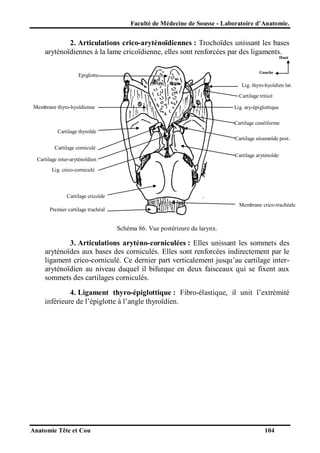 Faculté de Médecine de Sousse - Laboratoire d’Anatomie.

2. Articulations crico-aryténoïdiennes : Trochoïdes unissant les bases
aryténoïdiennes à la lame cricoïdienne, elles sont renforcées par des ligaments.
Haut

Gauche

Epiglotte

Lig. thyro-hyoïdien lat.
Cartilage triticé
Membrane thyro-hyoïdienne

Lig. ary-épiglottique
Cartilage cunéiforme

Cartilage thyroïde
Cartilage sésamoïde post.
Cartilage corniculé
Cartilage aryténoïde

Cartilage inter-aryténoïdien
Lig. crico-corniculé

Cartilage cricoïde
Membrane crico-trachéale

Premier cartilage trachéal

Schéma 86. Vue postérieure du larynx.

3. Articulations aryténo-corniculées : Elles unissant les sommets des
aryténoïdes aux bases des corniculés. Elles sont renforcées indirectement par le
ligament crico-corniculé. Ce dernier part verticalement jusqu’au cartilage interaryténoïdien au niveau duquel il bifurque en deux faisceaux qui se fixent aux
sommets des cartilages corniculés.
4. Ligament thyro-épiglottique : Fibro-élastique, il unit l’extrémité
inférieure de l’épiglotte à l’angle thyroïdien.

Anatomie Tête et Cou

104

 