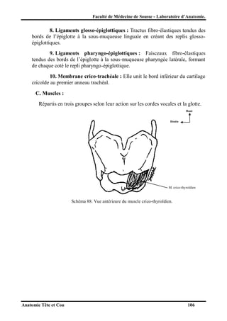 Faculté de Médecine de Sousse - Laboratoire d’Anatomie.

8. Ligaments glosso-épiglottiques : Tractus fibro-élastiques tendus des
bords de l’épiglotte à la sous-muqueuse linguale en créant des replis glossoépiglottiques.
9. Ligaments pharyngo-épiglottiques : Faisceaux fibro-élastiques
tendus des bords de l’épiglotte à la sous-muqueuse pharyngée latérale, formant
de chaque coté le repli pharyngo-épiglottique.
10. Membrane crico-trachéale : Elle unit le bord inférieur du cartilage
cricoïde au premier anneau trachéal.
C. Muscles :
Répartis en trois groupes selon leur action sur les cordes vocales et la glotte.
Haut

Droite

M. crico-thyroïdien

Schéma 88. Vue antérieure du muscle crico-thyroïdien.

Anatomie Tête et Cou

106

 