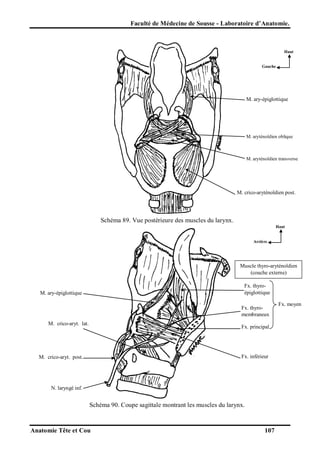 Faculté de Médecine de Sousse - Laboratoire d’Anatomie.

Haut

Gauche

M. ary-épiglottique

M. aryténoïdien oblique

M. aryténoïdien transverse

M. crico-aryténoïdien post.

Schéma 89. Vue postérieure des muscles du larynx.
Haut

Arrière

Muscle thyro-aryténoïdien
(couche externe)
Fx. thyroépiglottique

M. ary-épiglottique

Fx. thyromembraneux
M. crico-aryt. lat.

Fx. principal

Fx. inférieur

M. crico-aryt. post.

N. laryngé inf.

Schéma 90. Coupe sagittale montrant les muscles du larynx.

Anatomie Tête et Cou

107

Fx. moyen

 