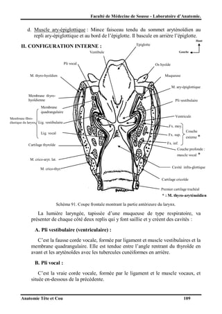 Faculté de Médecine de Sousse - Laboratoire d’Anatomie.

d. Muscle ary-épiglottique : Mince faisceau tendu du sommet aryténoïdien au
repli ary-épiglottique et au bord de l’épiglotte. Il bascule en arrière l’épiglotte.
Haut

II. CONFIGURATION INTERNE :

Epiglotte

Vestibule
Pli vocal
M. thyro-hyoïdien

Gauche

Os hyoïde
Muqueuse
M. ary-épiglottique

Membrane thyrohyoïdienne

Pli vestibulaire

Membrane
quadrangulaire
Membrane fibroélastique du larynx Lig. vestibulaire

Ventricule
Fx. moy.
Couche

Lig. vocal

Fx. sup.

externe *

Fx. inf.

Cartilage thyroïde

Couche profonde :
muscle vocal

*

M. crico-aryt. lat.
M. crico-thyr.

Cavité infra-glottique
Cartilage cricoïde
Premier cartilage trachéal

* : M. thyro-aryténoïdien

Schéma 91. Coupe frontale montrant la partie antérieure du larynx.

La lumière laryngée, tapissée d’une muqueuse de type respiratoire, va
présenter de chaque côté deux replis qui y font saillie et y créent des cavités :
A. Pli vestibulaire (ventriculaire) :
C’est la fausse corde vocale, formée par ligament et muscle vestibulaires et la
membrane quadrangulaire. Elle est tendue entre l’angle rentrant du thyroïde en
avant et les aryténoïdes avec les tubercules cunéiformes en arrière.
B. Pli vocal :
C’est la vraie corde vocale, formée par le ligament et le muscle vocaux, et
située en-dessous de la précédente.

Anatomie Tête et Cou

109

 