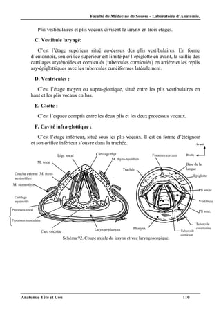 Faculté de Médecine de Sousse - Laboratoire d’Anatomie.

Plis vestibulaires et plis vocaux divisent le larynx en trois étages.
C. Vestibule laryngé:
C’est l’étage supérieur situé au-dessus des plis vestibulaires. En forme
d’entonnoir, son orifice supérieur est limité par l’épiglotte en avant, la saillie des
cartilages aryténoïdes et corniculés (tubercules corniculés) en arrière et les replis
ary-épiglottiques avec les tubercules cunéiformes latéralement.
D. Ventricules :
C’est l’étage moyen ou supra-glottique, situé entre les plis vestibulaires en
haut et les plis vocaux en bas.
E. Glotte :
C’est l’espace compris entre les deux plis et les deux processus vocaux.
F. Cavité infra-glottique :
C’est l’étage inférieur, situé sous les plis vocaux. Il est en forme d’éteignoir
et son orifice inférieur s’ouvre dans la trachée.
Avant
Ligt. vocal
M. vocal

Cartilage thyr.
M. thyro-hyoïdien

Foramen cæcum

Trachée

Droite

Base de la
langue

Couche externe (M. thyro-

Epiglotte

aryténoïdien)

M. sterno-thyr.
Pli vocal
Cartilage
aryténoïde

Vestibule

Processus vocal

Pli vest.

Processus musculaire

Cart. cricoïde

Laryngo-pharynx

Pharynx

Schéma 92. Coupe axiale du larynx et vue laryngoscopique.

Anatomie Tête et Cou

Tubercule
corniculé

110

Tubercule
cunéiforme

 