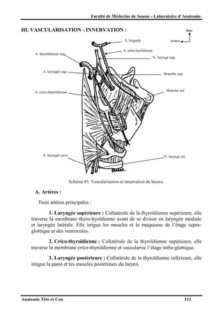 Faculté de Médecine de Sousse - Laboratoire d’Anatomie.

III. VASCULARISATION - INNERVATION :

Haut

A. linguale

Arrière

A. infra-hyoïdienne

A. thyroïdienne sup.

N. laryngé sup.

A. laryngée sup.

Branche sup.

Branche inf.

A. crico-thyroïdienne

A. laryngée post.

N. laryngé inf.

Schéma 93. Vascularisation et innervation du larynx.

A. Artères :
Trois artères principales :
1. Laryngée supérieure : Collatérale de la thyroïdienne supérieure, elle
traverse la membrane thyro-hyoïdienne avant de se diviser en laryngée médiale
et laryngée latérale. Elle irrigue les muscles et la muqueuse de l’étage supraglottique et des ventricules.
2. Crico-thyroïdienne : Collatérale de la thyroïdienne supérieure, elle
traverse la membrane crico-thyroïdienne et vascularise l’étage infra-glottique.
3. Laryngée postérieure : Collatérale de la thyroïdienne inférieure, elle
irrigue la paroi et les muscles postérieurs du larynx.

Anatomie Tête et Cou

111

 