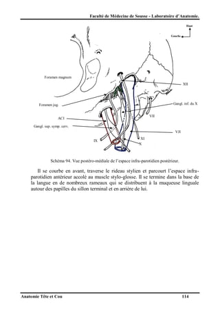 Faculté de Médecine de Sousse - Laboratoire d’Anatomie.
Haut

Gauche

Foramen magnum
XII

Gangl. inf. du X

Foramen jug.
VII

ACI
Gangl. sup. symp. cerv.

VJI
IX

XI
X

Schéma 94. Vue postéro-médiale de l’espace infra-parotidien postérieur.

Il se courbe en avant, traverse le rideau stylien et parcourt l’espace infraparotidien antérieur accolé au muscle stylo-glosse. Il se termine dans la base de
la langue en de nombreux rameaux qui se distribuent à la muqueuse linguale
autour des papilles du sillon terminal et en arrière de lui.

Anatomie Tête et Cou

114

 
