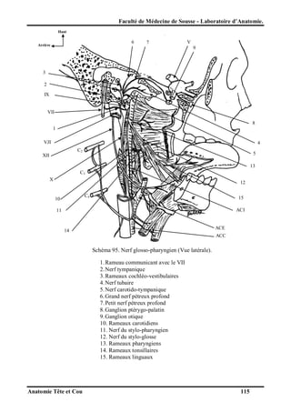 Faculté de Médecine de Sousse - Laboratoire d’Anatomie.
Haut

6

Arrière

7

V
9

3
2
IX

VII
8
1
VJI

4
C2

5

XII

13
C3
X

12
C4

10

15
ACI

11

ACE

14

ACC

Schéma 95. Nerf glosso-pharyngien (Vue latérale).
1. Rameau communicant avec le VII
2. Nerf tympanique
3. Rameaux cochléo-vestibulaires
4. Nerf tubaire
5. Nerf carotido-tympanique
6. Grand nerf pétreux profond
7. Petit nerf pétreux profond
8. Ganglion ptérygo-palatin
9. Ganglion otique
10. Rameaux carotidiens
11. Nerf du stylo-pharyngien
12. Nerf du stylo-glosse
13. Rameaux pharyngiens
14. Rameaux tonsillaires
15. Rameaux linguaux

Anatomie Tête et Cou

115

 