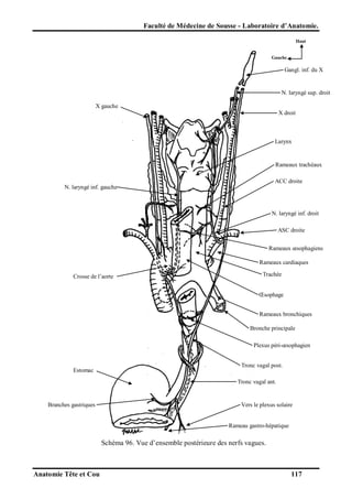 Faculté de Médecine de Sousse - Laboratoire d’Anatomie.
Haut

Gauche

Gangl. inf. du X

N. laryngé sup. droit
X gauche
X droit

Larynx

Rameaux trachéaux
ACC droite
N. laryngé inf. gauche

N. laryngé inf. droit
ASC droite
Rameaux œsophagiens
Rameaux cardiaques
Crosse de l’aorte

Trachée
Œsophage
Rameaux bronchiques
Bronche principale
Plexus péri-œsophagien

Estomac

Tronc vagal post.
Tronc vagal ant.

Branches gastriques

Vers le plexus solaire

Rameau gastro-hépatique

Schéma 96. Vue d’ensemble postérieure des nerfs vagues.

Anatomie Tête et Cou

117

 