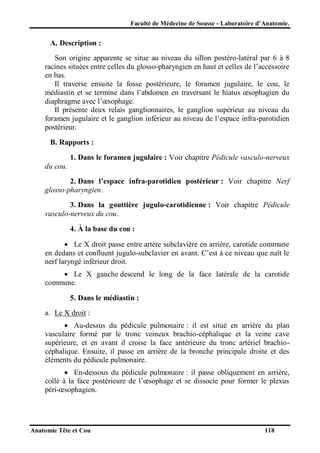 Faculté de Médecine de Sousse - Laboratoire d’Anatomie.

A. Description :
Son origine apparente se situe au niveau du sillon postéro-latéral par 6 à 8
racines situées entre celles du glosso-pharyngien en haut et celles de l’accessoire
en bas.
Il traverse ensuite la fosse postérieure, le foramen jugulaire, le cou, le
médiastin et se termine dans l’abdomen en traversant le hiatus œsophagien du
diaphragme avec l’œsophage.
Il présente deux relais ganglionnaires, le ganglion supérieur au niveau du
foramen jugulaire et le ganglion inférieur au niveau de l’espace infra-parotidien
postérieur.
B. Rapports :
1. Dans le foramen jugulaire : Voir chapitre Pédicule vasculo-nerveux
du cou.
2. Dans l’espace infra-parotidien postérieur : Voir chapitre Nerf
glosso-pharyngien.
3. Dans la gouttière jugulo-carotidienne : Voir chapitre Pédicule
vasculo-nerveux du cou.
4. À la base du cou :
 Le X droit passe entre artère subclavière en arrière, carotide commune
en dedans et confluent jugulo-subclavier en avant. C’est à ce niveau que naît le
nerf laryngé inférieur droit.
 Le X gauche descend le long de la face latérale de la carotide
commune.
5. Dans le médiastin :
a. Le X droit :
 Au-dessus du pédicule pulmonaire : il est situé en arrière du plan
vasculaire formé par le tronc veineux brachio-céphalique et la veine cave
supérieure, et en avant il croise la face antérieure du tronc artériel brachiocéphalique. Ensuite, il passe en arrière de la bronche principale droite et des
éléments du pédicule pulmonaire.
 En-dessous du pédicule pulmonaire : il passe obliquement en arrière,
collé à la face postérieure de l’œsophage et se dissocie pour former le plexus
péri-œsophagien.

Anatomie Tête et Cou

118

 