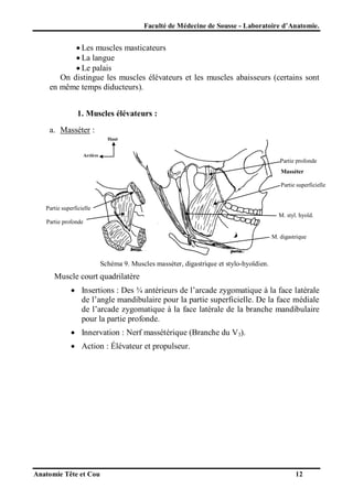 Faculté de Médecine de Sousse - Laboratoire d’Anatomie.

 Les muscles masticateurs
 La langue
 Le palais
On distingue les muscles élévateurs et les muscles abaisseurs (certains sont
en même temps diducteurs).
1. Muscles élévateurs :
a. Masséter :
Haut

Arrière

Partie profonde
Masséter
Partie superficielle

Partie superficielle
M. styl. hyoïd.
Partie profonde
M. digastrique

Schéma 9. Muscles masséter, digastrique et stylo-hyoïdien.

Muscle court quadrilatère
 Insertions : Des ¾ antérieurs de l’arcade zygomatique à la face latérale
de l’angle mandibulaire pour la partie superficielle. De la face médiale
de l’arcade zygomatique à la face latérale de la branche mandibulaire
pour la partie profonde.
 Innervation : Nerf massétérique (Branche du V3).
 Action : Élévateur et propulseur.

Anatomie Tête et Cou

12

 
