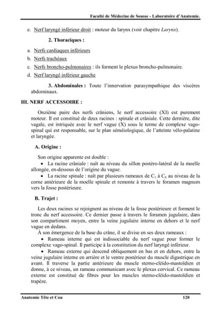 Faculté de Médecine de Sousse - Laboratoire d’Anatomie.

e. Nerf laryngé inférieur droit : moteur du larynx (voir chapitre Larynx).
2. Thoraciques :
a. Nerfs cardiaques inférieurs
b. Nerfs trachéaux
c. Nerfs broncho-pulmonaires : ils forment le plexus broncho-pulmonaire.
d. Nerf laryngé inférieur gauche
3. Abdominales : Toute l’innervation parasympathique des viscères
abdominaux.
III. NERF ACCESSOIRE :
Onzième paire des nerfs crâniens, le nerf accessoire (XI) est purement
moteur. Il est constitué de deux racines : spinale et crâniale. Cette dernière, dite
vagale, est intriquée avec le nerf vague (X) sous le terme de complexe vagospinal qui est responsable, sur le plan séméiologique, de l’atteinte vélo-palatine
et laryngée.
A. Origine :
Son origine apparente est double :
 La racine crâniale : naît au niveau du sillon postéro-latéral de la moelle
allongée, en-dessous de l’origine du vague.
 La racine spinale : naît par plusieurs rameaux de C1 à C6 au niveau de la
corne antérieure de la moelle spinale et remonte à travers le foramen magnum
vers la fosse postérieure.
B. Trajet :
Les deux racines se rejoignent au niveau de la fosse postérieure et forment le
tronc du nerf accessoire. Ce dernier passe à travers le foramen jugulaire, dans
son compartiment moyen, entre la veine jugulaire interne en dehors et le nerf
vague en dedans.
À son émergence de la base du crâne, il se divise en ses deux rameaux :
 Rameau interne qui est indissociable du nerf vague pour former le
complexe vago-spinal. Il participe à la constitution du nerf laryngé inférieur.
 Rameau externe qui descend obliquement en bas et en dehors, entre la
veine jugulaire interne en arrière et le ventre postérieur du muscle digastrique en
avant. Il traverse la partie antérieure du muscle sterno-cléido-mastoïdien et
donne, à ce niveau, un rameau communicant avec le plexus cervical. Ce rameau
externe est constitué de fibres pour les muscles sterno-cléido-mastoïdien et
trapèze.
Anatomie Tête et Cou

120

 