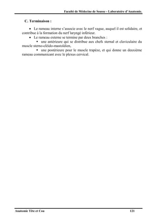 Faculté de Médecine de Sousse - Laboratoire d’Anatomie.

C. Terminaison :
 Le rameau interne s’associe avec le nerf vague, auquel il est solidaire, et
contribue à la formation du nerf laryngé inférieur.
 Le rameau externe se termine par deux branches :
 une antérieure qui se distribue aux chefs sternal et claviculaire du
muscle sterno-cléido-mastoïdien,
 une postérieure pour le muscle trapèze, et qui donne un deuxième
rameau communicant avec le plexus cervical.

Anatomie Tête et Cou

121

 